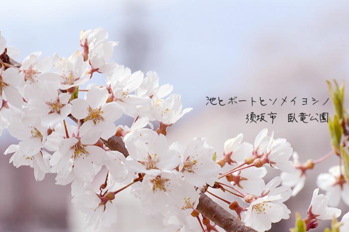 須坂市　臥竜公園の桜