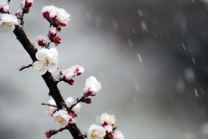 桜に積もる雪　雪中桜花