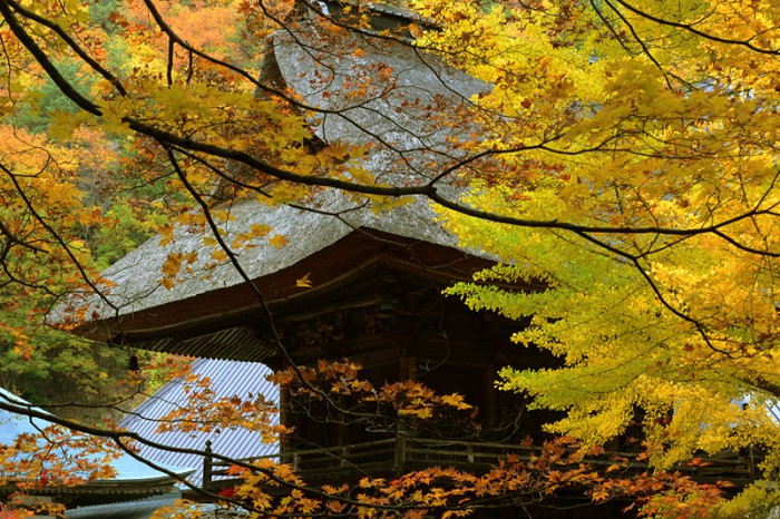 霊松寺の紅葉とオハツキイチョウ