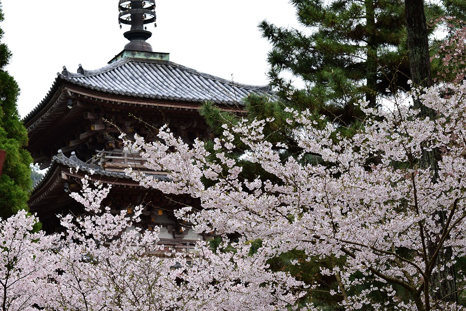 京都醍醐寺の桜（京都府京都市伏見区）